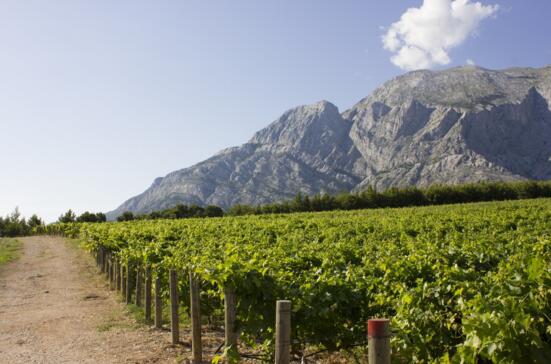 Plenković vineyards