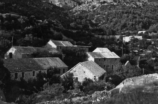 Krvavica vintage