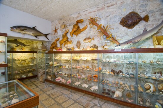 Muzeum malakologiczne